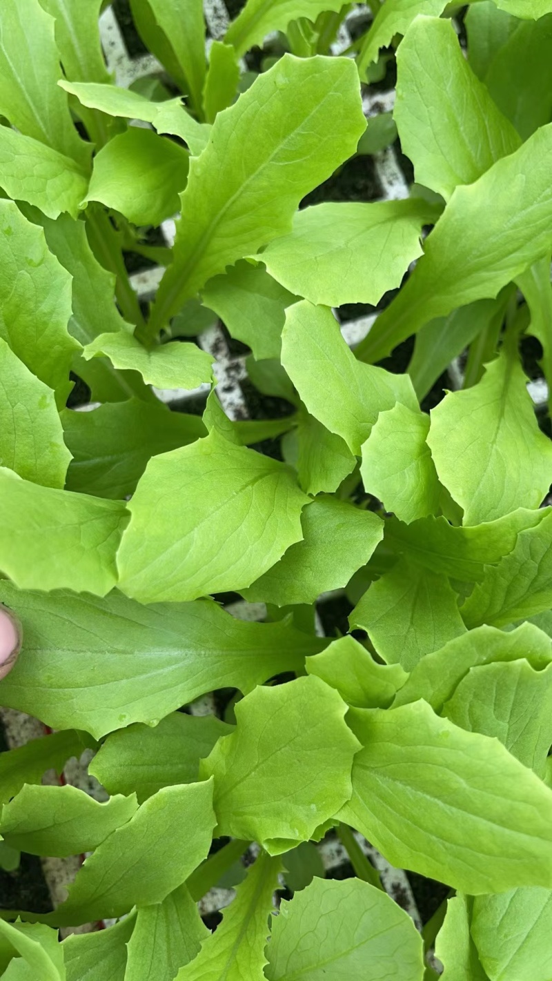 油麦菜苗江苏基地直供根系粗壮量大从优电联采购