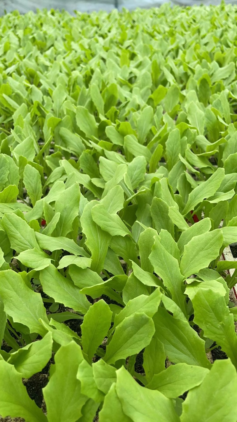 油麦菜苗江苏基地直供根系粗壮量大从优电联采购