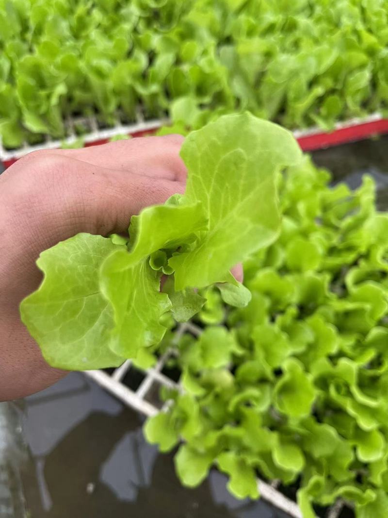 意大利生菜苗基地直供，全年耐抽苔抗病货源充足电联