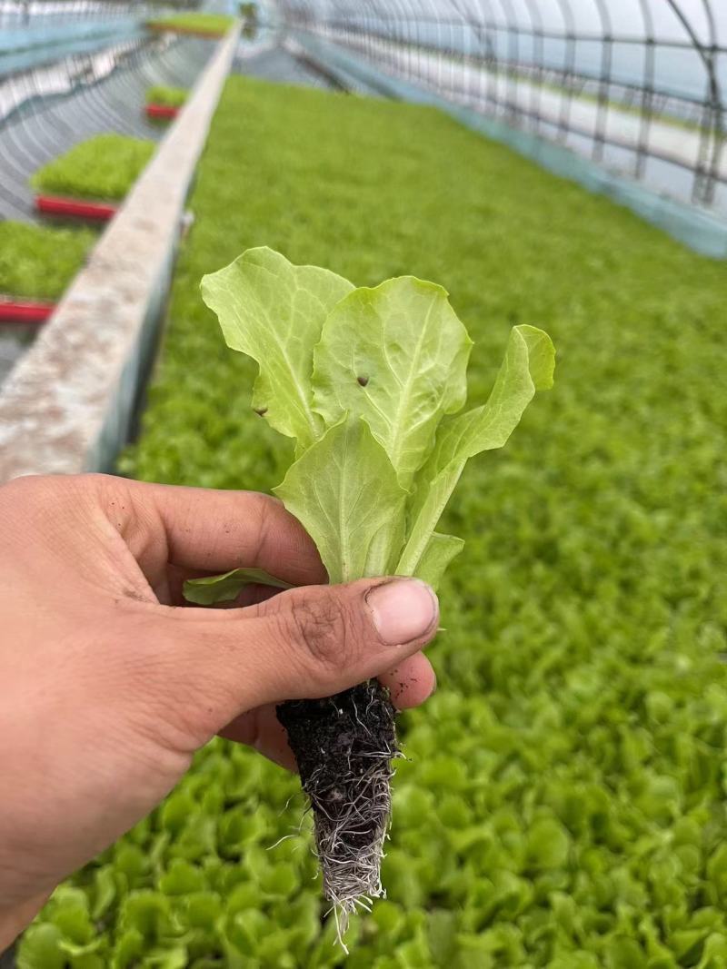 生菜苗意大利生菜苗江苏产地直发量大从优电联合作
