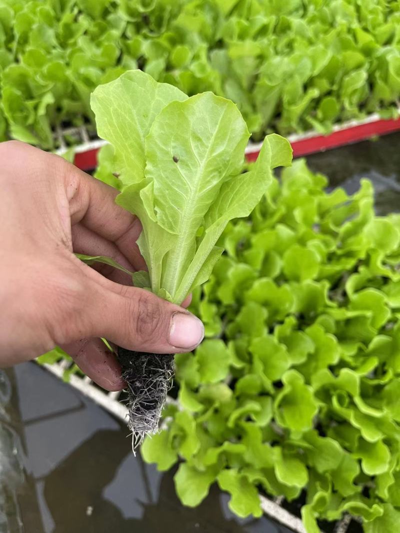 生菜苗意大利生菜苗江苏产地直发量大从优电联合作