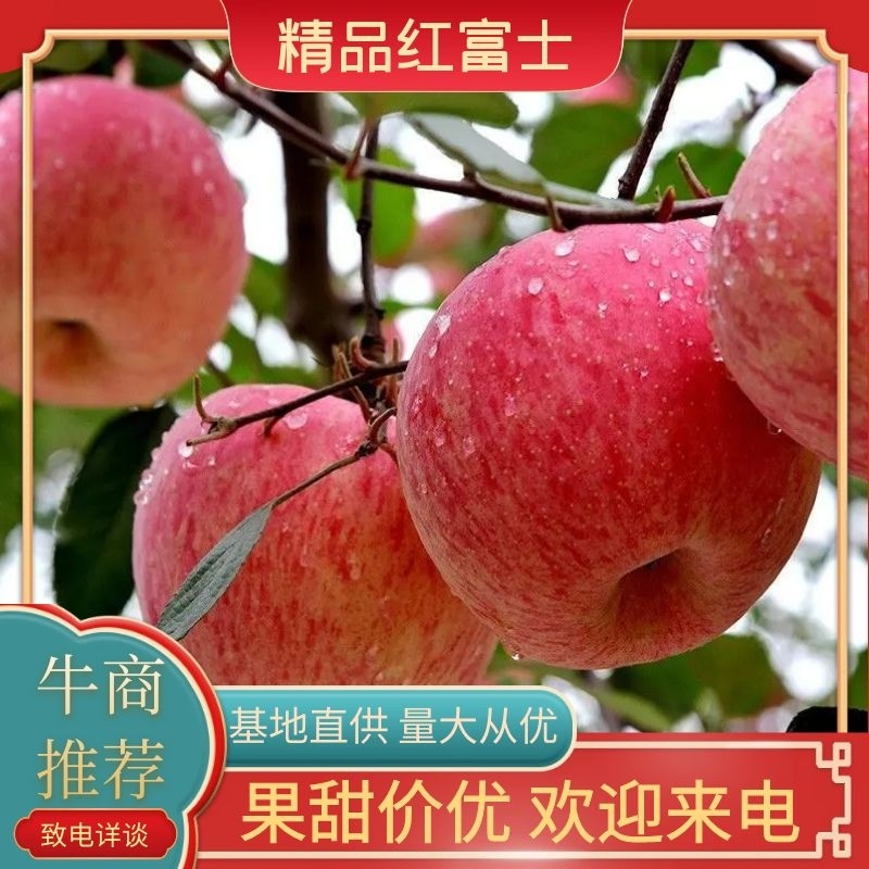 陕西白水苹果，红富士，秦冠，通货高次下捡，纸袋色红汁多