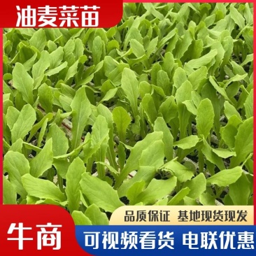 油麦菜苗江苏基地直供根系粗壮量大从优电联采购