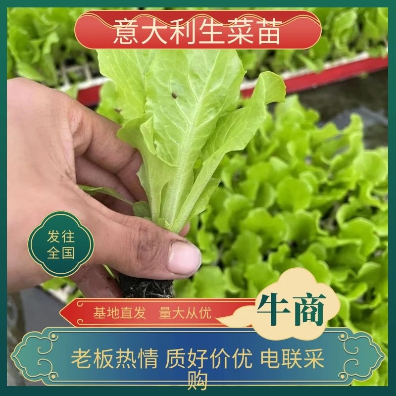 意大利生菜苗基地直供，全年耐抽苔抗病货源充足电联