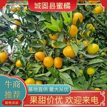 城固县蜜橘大量上市高山蜜橘产地直发一手货源品质