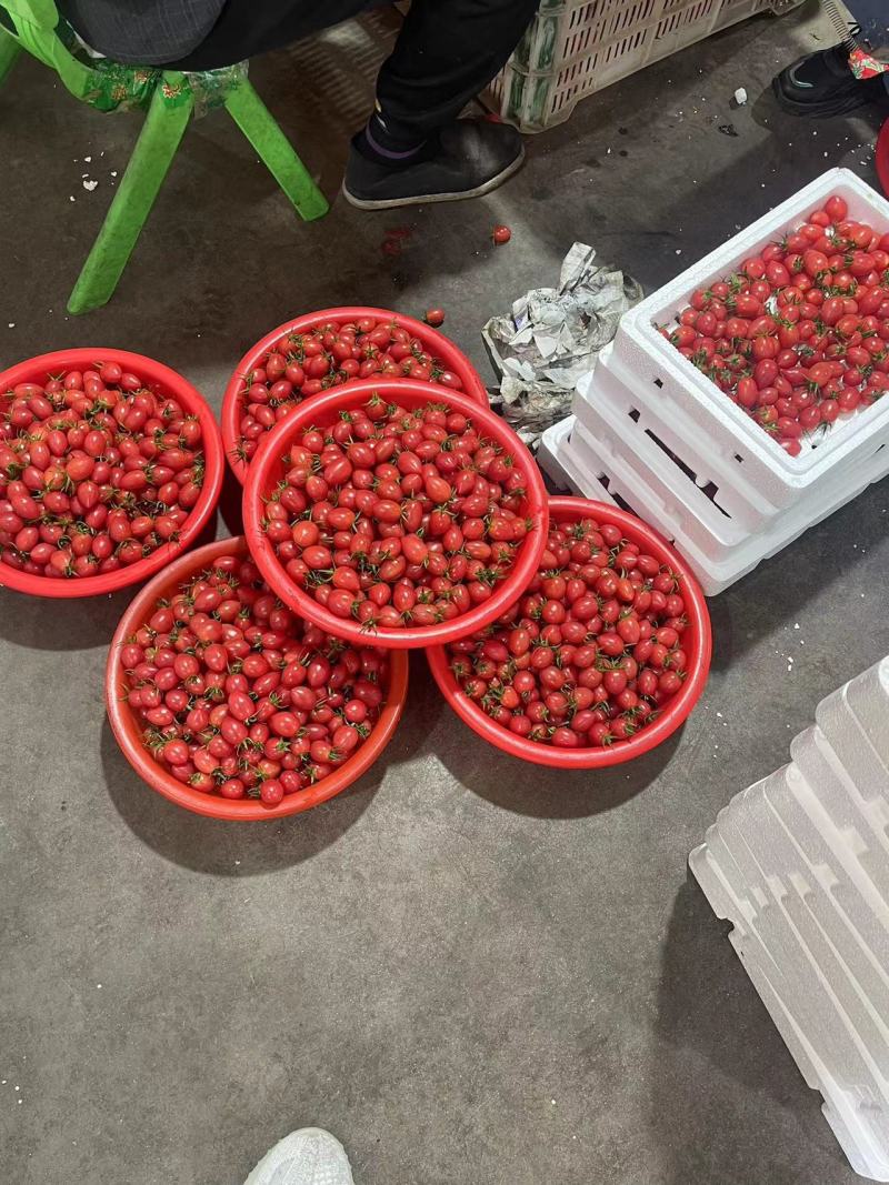 寿光千禧圣女果产地直供电商社区团购批发市场欢迎致电
