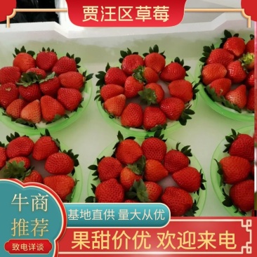 加工果草莓优质奶油草莓，妙香宁玉，甜茶理，