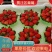 加工果草莓优质奶油草莓，妙香宁玉，甜茶理，
