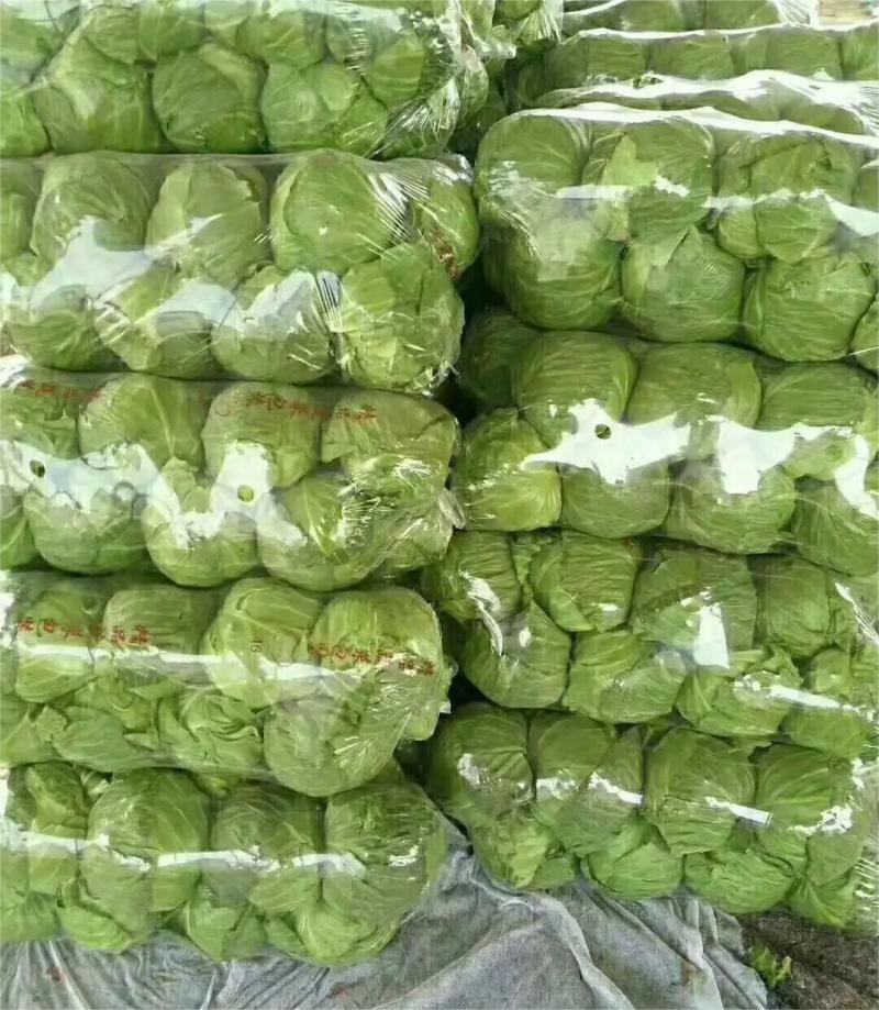 精品圆包菜甘蓝产地现摘现发价优，可是皮看货