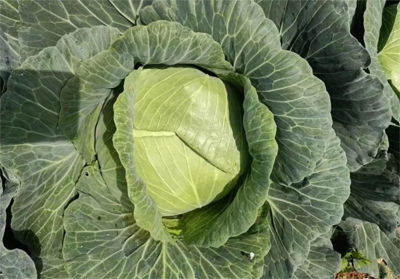 精品圆包菜甘蓝产地现摘现发价优，可是皮看货