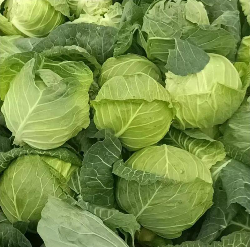 精品圆包菜甘蓝产地现摘现发价优，可是皮看货