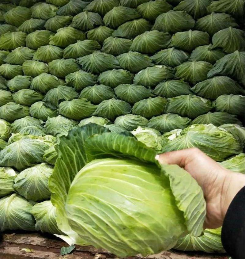 精品圆包菜甘蓝产地现摘现发价优，可是皮看货