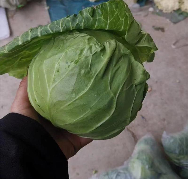 精品圆包菜甘蓝产地现摘现发价优，可是皮看货