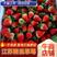 精品散装【双皮大草莓】，妙香，甜茶理，宁玉，杠二，价优