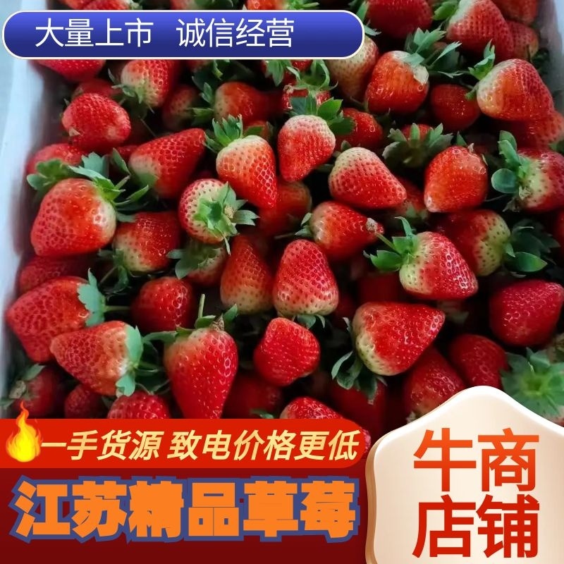 草莓加工果，甜茶理，宁玉，杠二，价优