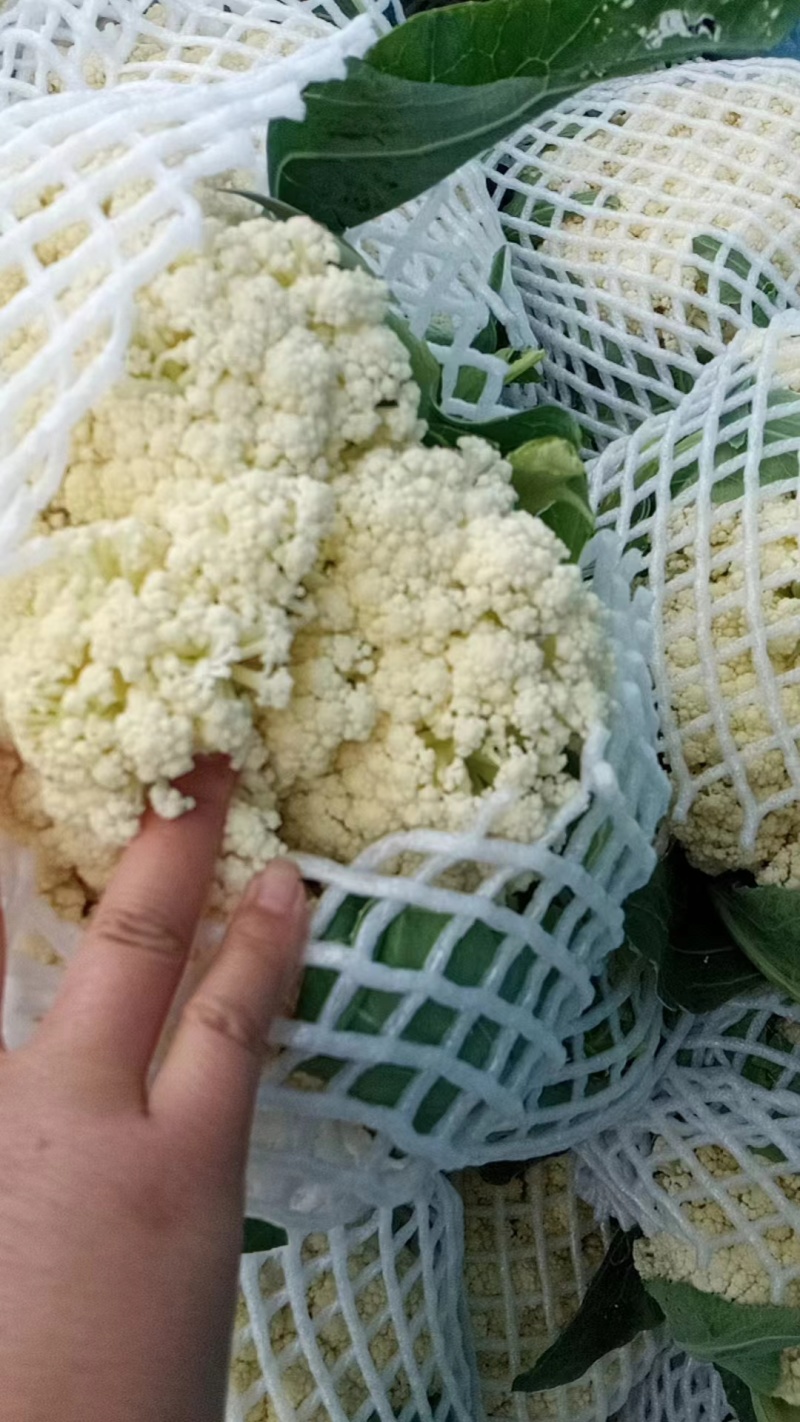 【精品】有机花菜开封通许松花菜产地直发对接全国商超市场