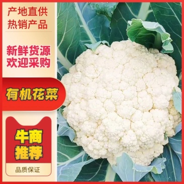 【精品】有机花菜开封通许松花菜产地直发对接全国商超市场