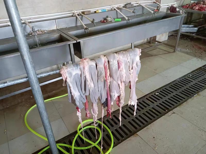 精品新鲜羊肚大量批发一手货源供应全国市场批发商