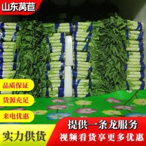 【实力】山东红叶香莴苣质量保证供应全国欢迎咨询