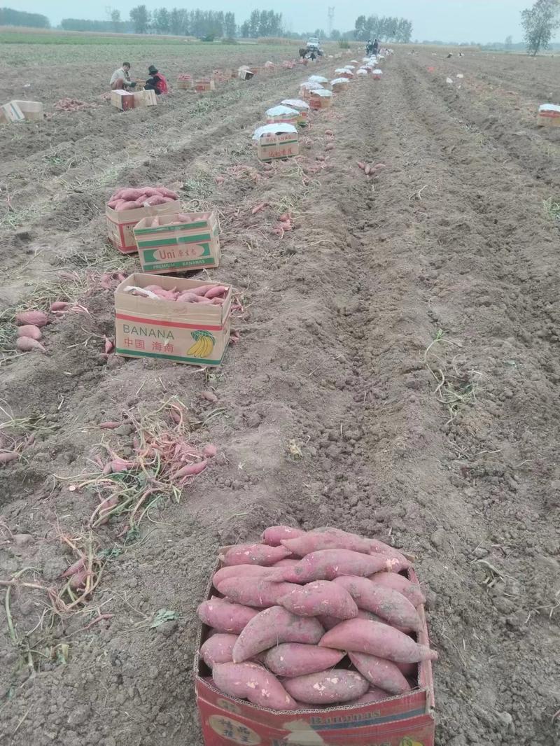 西瓜红，商薯19烟薯25，大量种植，量大从优欢迎联系