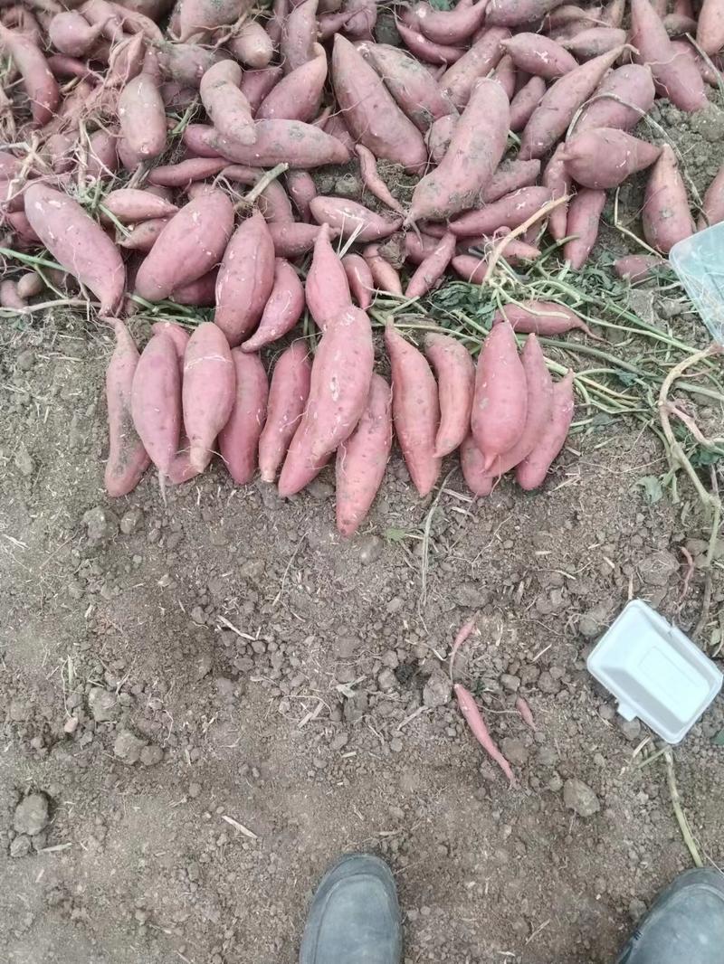 西瓜红，商薯19烟薯25，大量种植，量大从优欢迎联系