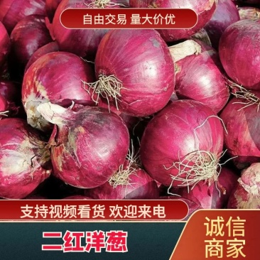 洋葱/二红洋葱通许精品洋葱产地直供代发全国来电优惠