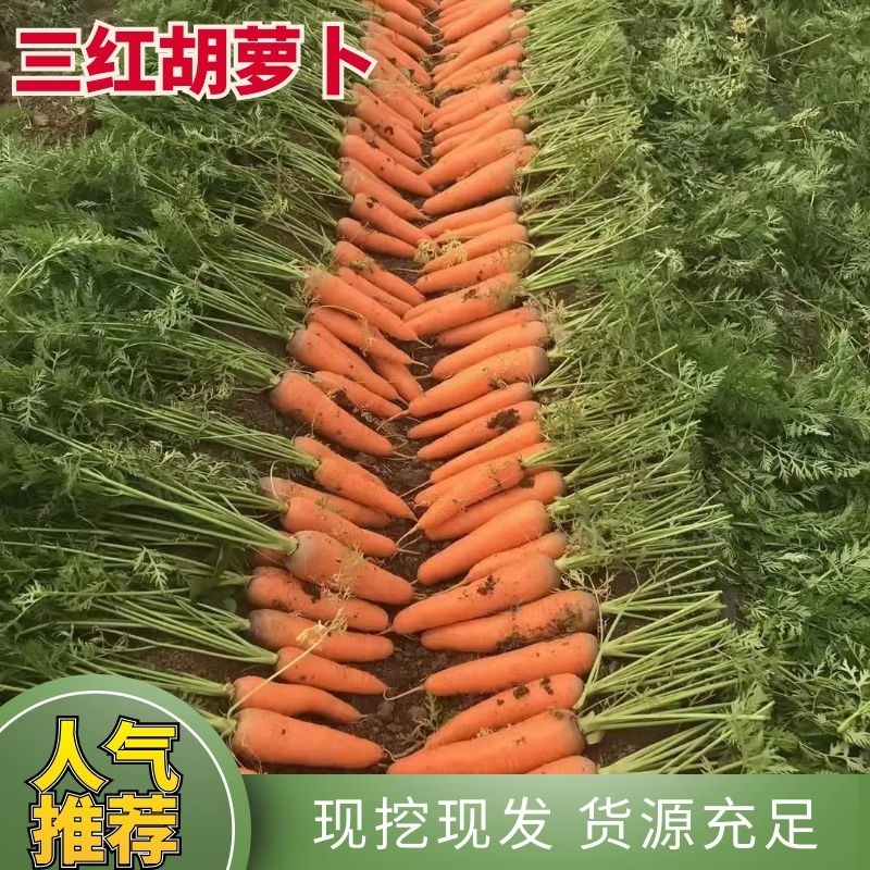 三红胡萝卜大量有货产地直发一手货源欢迎新老顾客来电订购