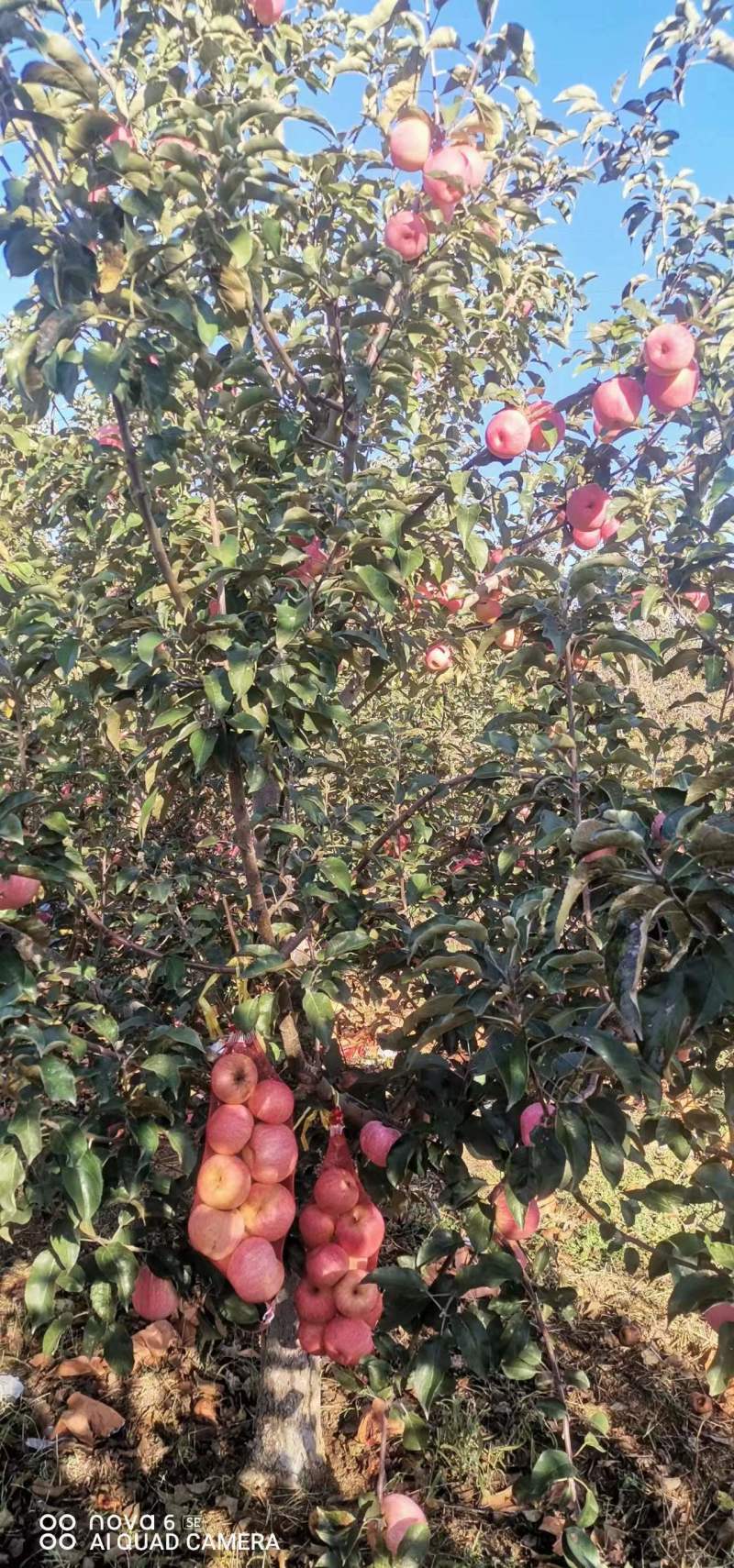辽宁精品【寒富苹果】对接电商市场商超等各类客户