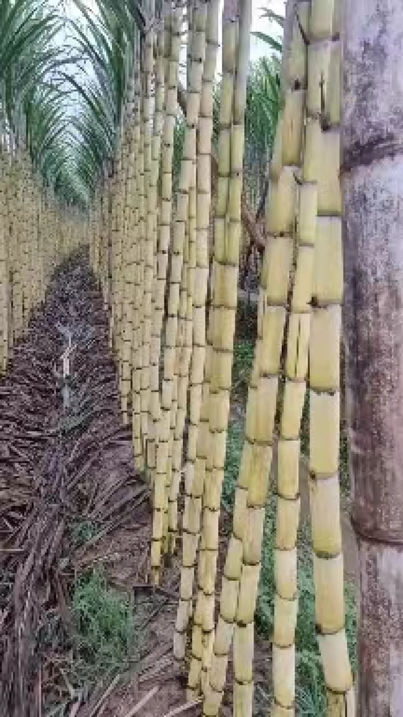 云南黄金甘蔗，普洱黄金甘蔗，黑皮甘蔗商超档口甘蔗产地直供