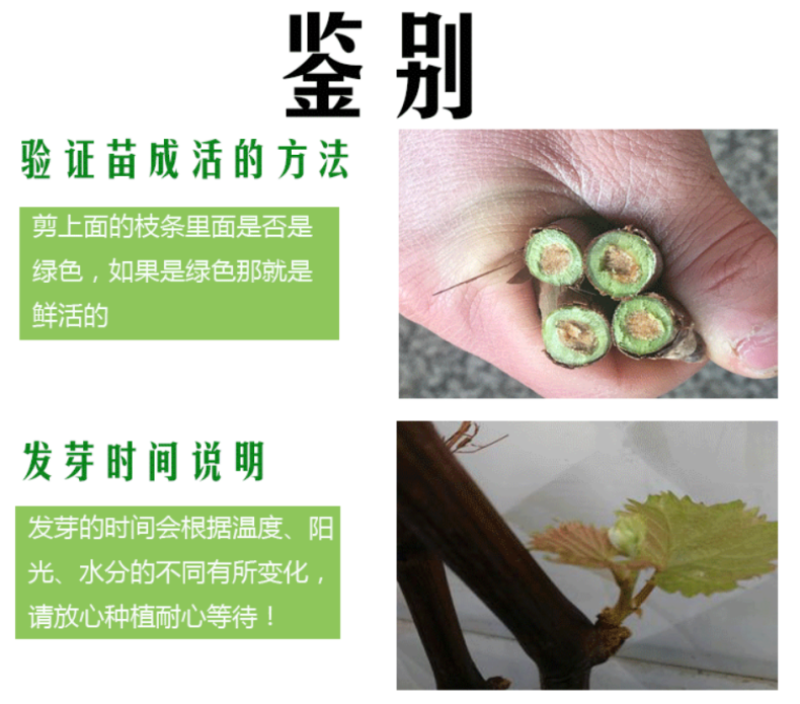 玉波二号葡萄树苗嫁接玉波二号葡萄苗拒绝假苗基地直发