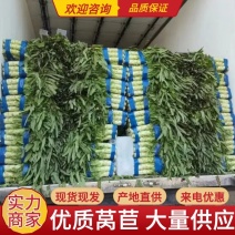 【莴苣】山东三青皮莴苣品质保证千亩基地欢迎选购