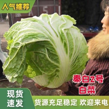 河南秦白大白菜。产地直发货源充足！欢迎来电订购！