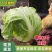 河南秦白大白菜。产地直发货源充足！欢迎来电订购！