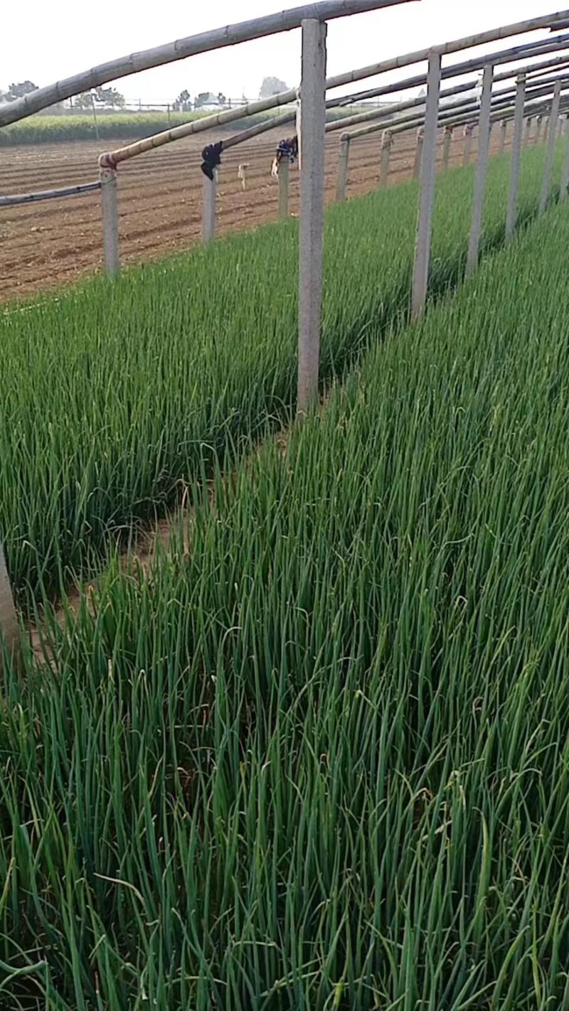 日本铁杆大葱苗，抗涝耐热品种，基地直发，保成活