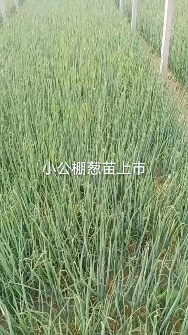 山东铁杆大葱苗，抗涝耐热品种，基地直发，保成活