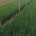 日本铁杆大葱苗，抗涝耐热品种，基地直发，保成活