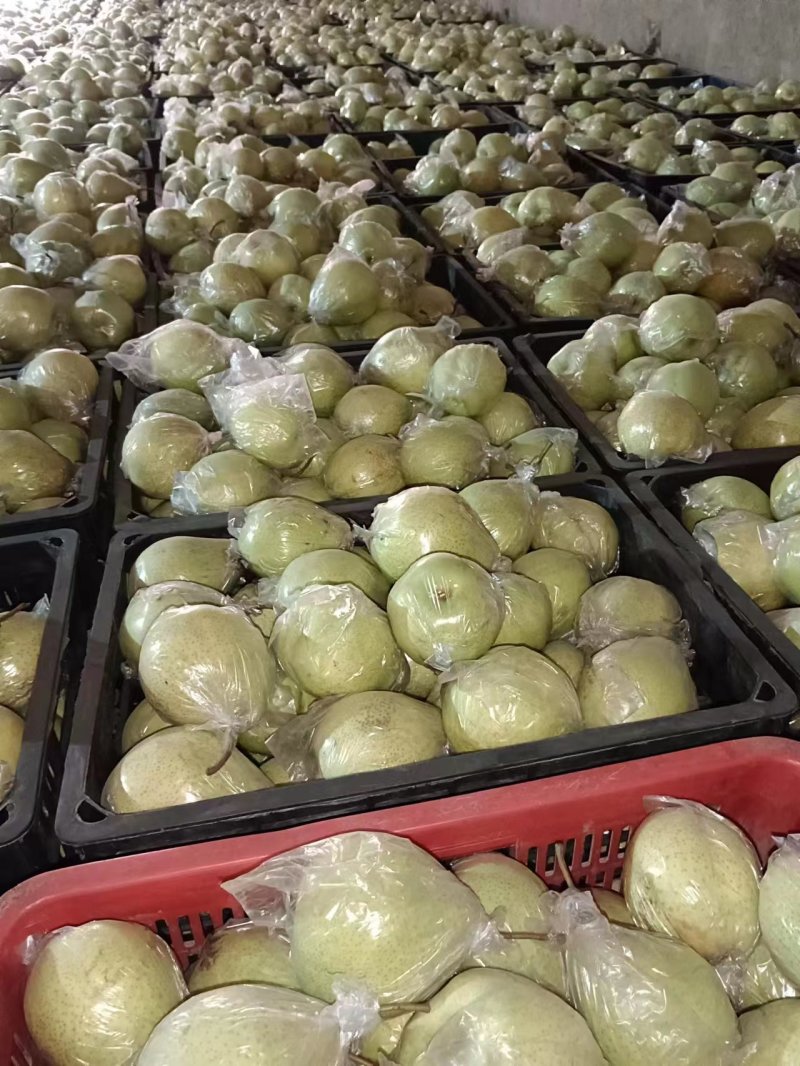 河北泊头鸭梨果型端正，质优价廉货源充足可视频看货