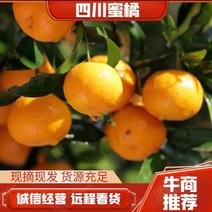 四川沙糖桔蜜橘产地直发货源充足远程欢迎