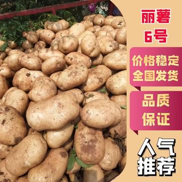 【精品土豆】丽薯6号货源稳定青海发往全国可致电详谈