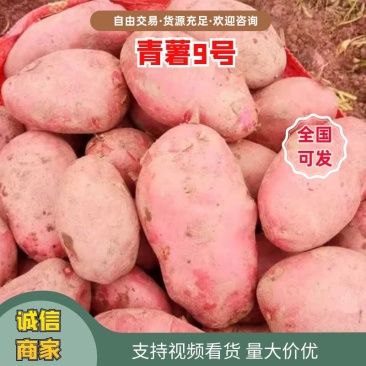 特大土豆青薯9号青海发全国有需致电货源稳定视频实地