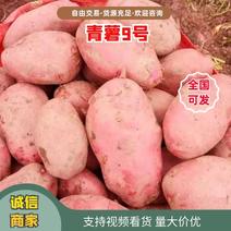 【精品】土豆青薯9号货源充足青海发货视频有需可详谈