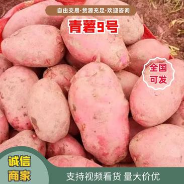 【精品】土豆青薯9号货源充足青海发货视频看货有需可详谈