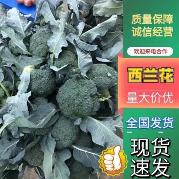 【西兰花】精品优秀西兰花大量上市花球绿小米粒