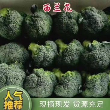 山东莒县万亩西兰花产地，耐寒西兰花，花球圆，小米粒