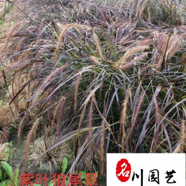紫叶狼尾草现货供应园林绿化观赏草批发紫叶狼尾草批发价