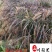 紫叶狼尾草现货供应园林绿化观赏草批发紫叶狼尾草批发价