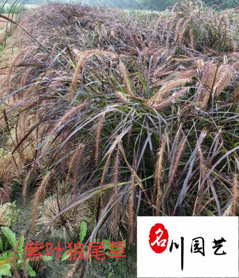 紫叶狼尾草现货供应园林绿化观赏草批发紫叶狼尾草批发价