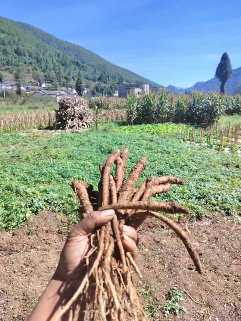 会东高海拔甜当归产地直发现挖现发欢迎咨询
