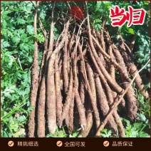 会东高海拔甜当归产地直发现挖现发欢迎咨询
