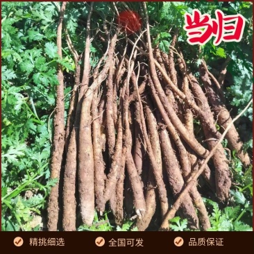 会东高海拔甜当归产地直发现挖现发欢迎咨询